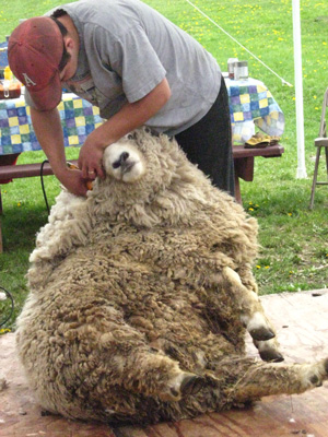 Ensign Brook sheep shearing