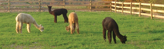 alpacas grazing in pasture