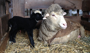 Ewe and her black lamb